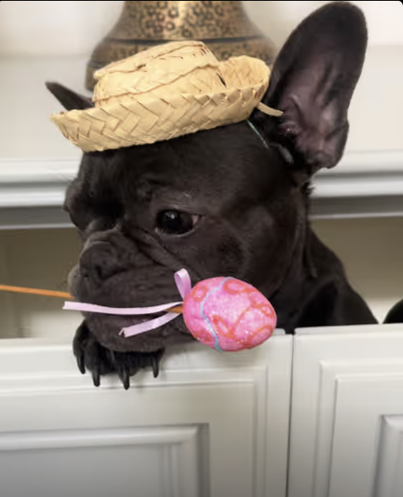 Easter Bunny Surprise !